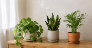 窓辺の木製の台に並べた、葉の形や高さが異なる3鉢の観葉植物のイメージ