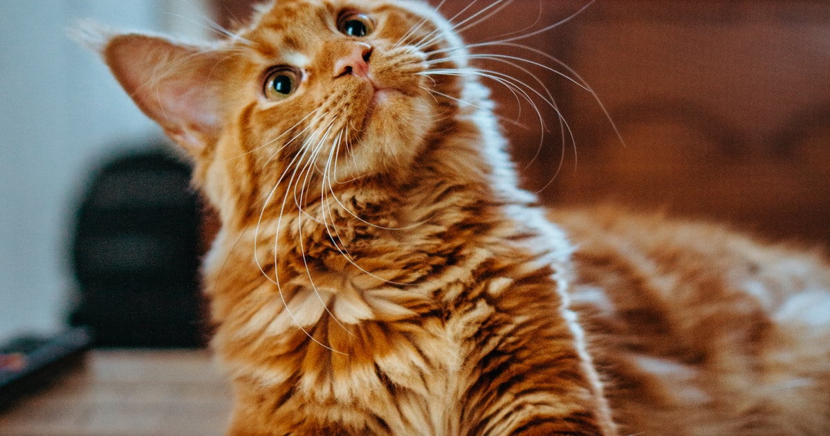 猫の健康管理ガイド|病気のサインと定期検診の重要性