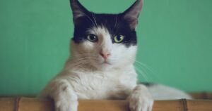 猫の多頭飼いのコツ｜先住猫と新入り猫を仲良くさせる方法