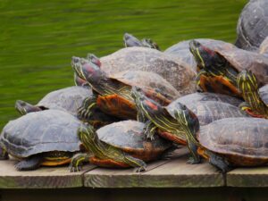 亀 日光浴 ペットの亀が木の上で日光浴をしている様子