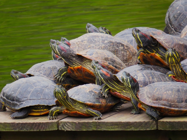 亀 日光浴 ペットの亀が木の上で日光浴をしている様子